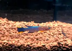 A male Scriptaphyosemion schmitti, a small thin fish with an orange head, blue body and dark tail