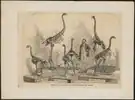 Skeletal mounts of various moa species (1868).