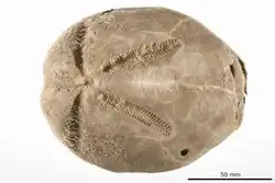 Holotype of Anametalia grandis Mortensen, 1950